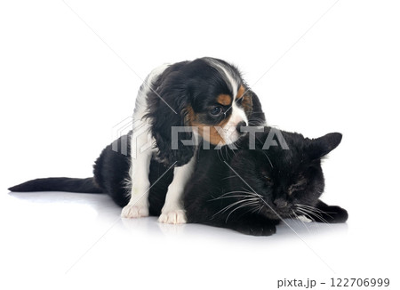 cavalier king charles and cat 122706999