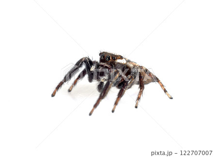 Carrhotus xanthogramma in studio 122707007