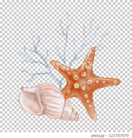 Watercolor composition of Seashell and Seaweed, star. Hand drawn illustration of pastel color Sea Shell and Algae on isolated background. Undersea element for design in marine vintage style. 122707070