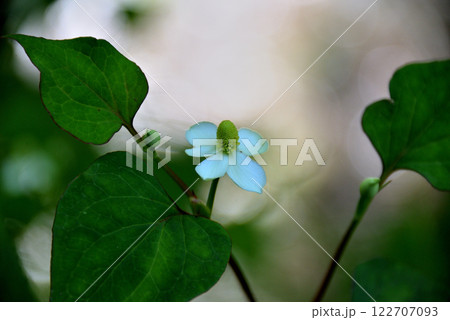 ドクダミ(蕺・蕺草・蕺菜) ドクダミ(蕺・蕺草・蕺菜) 122707093