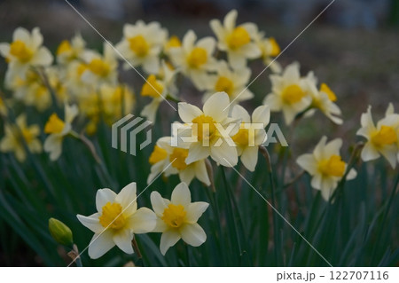 白い水仙 122707116