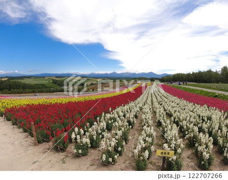 カラフルな花畑 122707266