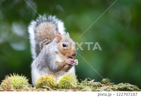 Grey squirrel eating sweet chestnut fruit in autumn Grey squirrel eating sweet chestnut fruit in autumn 122707287