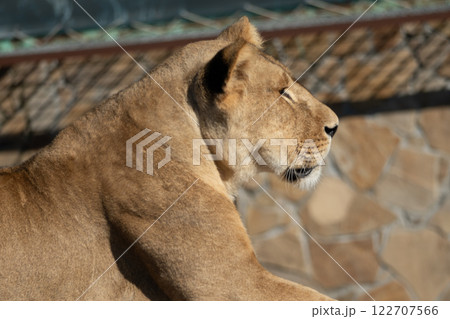 Lioness, Zoo, Resting - A female lion resting in a zoo enclosure. 122707566