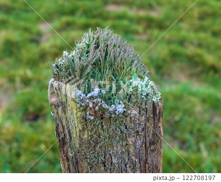 lichens on posts lichens on posts 122708197
