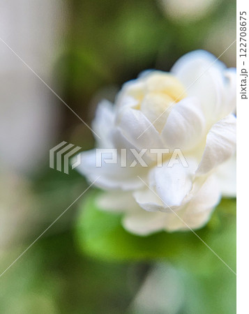 ジャスミンの白い花のマクロ撮影 122708675