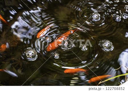 池に浮かぶ金魚 122708852