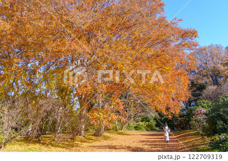 大きなシマサルスベリの紅葉（東京都調布市・神代植物公園） 122709319