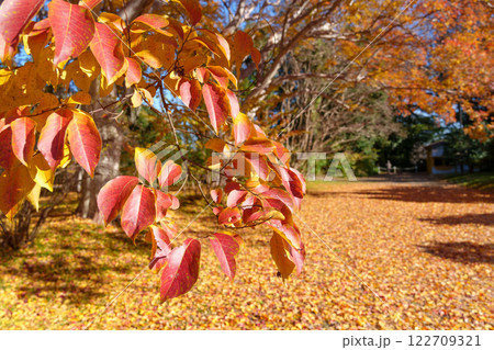 シマサルスベリの紅葉した葉 シマサルスベリの紅葉した葉 122709321
