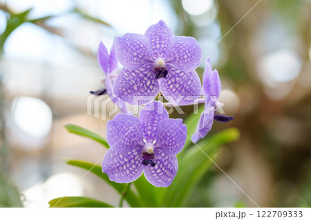 神代植物公園　大温室の蘭の花（Vanda coerulea x Bhimayoth）（東京都調布市） 122709333