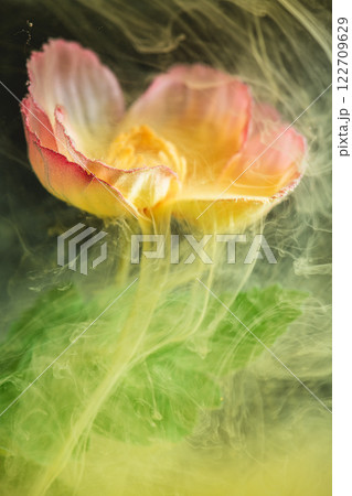 beautiful flower with pink petals in clouds of yellow smoke on black background, photo underwater, clouds of paint in water, aquarium, spring, summer concept, creativity, art 122709629