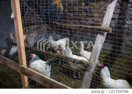 Chickens in a coop. Chickens and a rooster peck grain while standing on wooden planks and straw bedding in a chicken coop with wire mesh and brick walls, creating a rustic farmhouse atmosphere. Chickens in a coop. Chickens and a rooster peck grain while standing on wooden planks and straw bedding in a chicken coop with wire mesh and brick walls, creating a rustic farmhouse atmosphere. 122709766