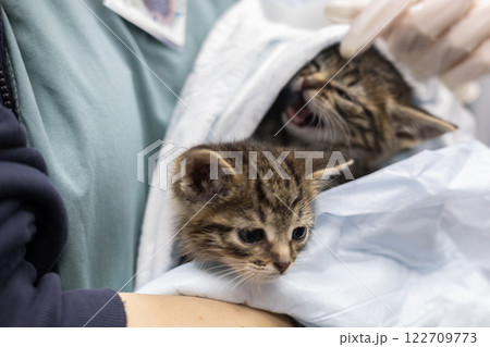 A veterinarian carefully holds adorable kittens wrapped in a sterile medical sheet during an examination, providing the necessary care to the tiny felines. Kittens in caring hands veterinarian. A veterinarian carefully holds adorable kittens wrapped in a sterile medical sheet during an examination, providing the necessary care to the tiny felines. Kittens in caring hands veterinarian. 122709773