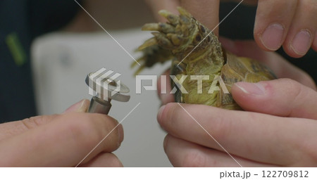 A tortoise at a veterinarian's office A veterinarian carefully trims a tortoise's beak with a special rotating tool, ensuring the beak is the optimal length and preventing it from becoming overgrown. 122709812