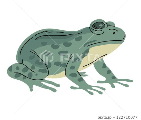 Green frog on white background 122710077