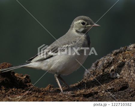 Bird photography on a clear day 122710382