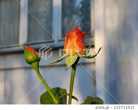 In the city garden, a single orange rose with a bud grew in a flower bed. 122711015
