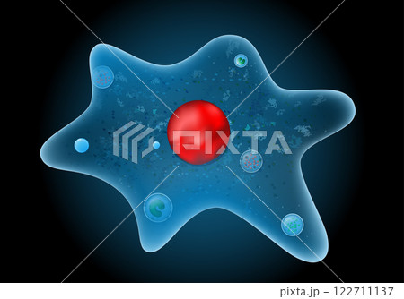 Amoeba proteus. Close-up of Unicellular organism 122711137