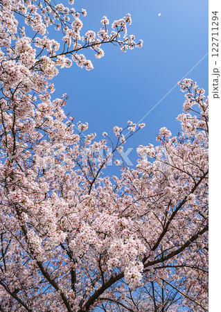 青空に映える満開の桜と舞い散る花びら 122711294