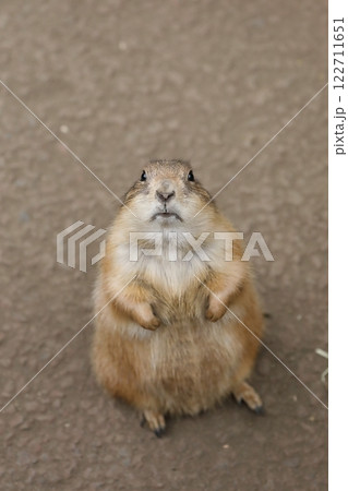 見上げるカメラ目線のプレーリードッグ 122711651