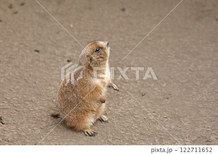 空を見上げる横向きのプレーリードッグ 空を見上げる横向きのプレーリードッグ 122711652