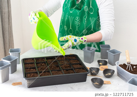 A woman gardener plants tomato and pepper seedlings in plastic forms A woman gardener plants tomato and pepper seedlings in plastic forms 122711725