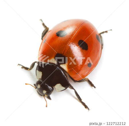 Ladybug on white background Ladybug on white background 122712212
