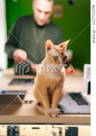 Vertical portrait of orange devon rex cat sitting on desk in computer repair workshop, while focused technician servicing broken laptop in background. Concept of cozy and quirky work environment. 122712299