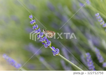 Close up and selective focus lavender flower blooming with butterfly in flower garden 122712750