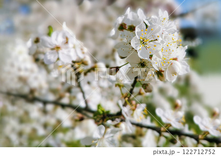 Blur and selective focus flowering sweet cherry branch with white flowers in summer. 122712752