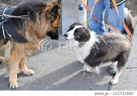 犬同士の挨拶 シェパード・ボーダーコリー 散歩 犬同士の挨拶 シェパード・ボーダーコリー 散歩 122712882