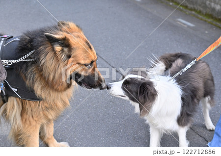 犬同士の挨拶　シェパード・ボーダーコリー　散歩 122712886