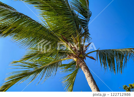 A palm tree with a large fan of leaves is standing tall in a clear blue sky. A palm tree with a large fan of leaves is standing tall in a clear blue sky. 122712986