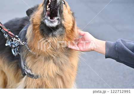 撫でられて嬉しい・触られて威嚇　イメージ　シェパード 122712991