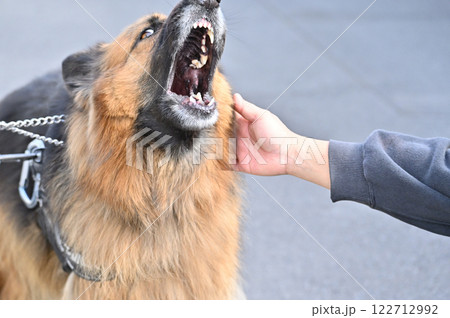 撫でられて嬉しい・触られて威嚇 イメージ シェパード 撫でられて嬉しい・触られて威嚇 イメージ シェパード 122712992