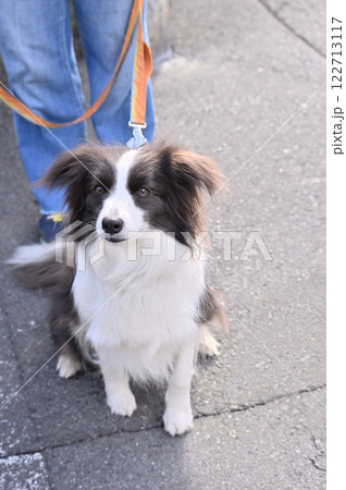 ボーダーコリーのお散歩 ボーダーコリーのお散歩 122713117