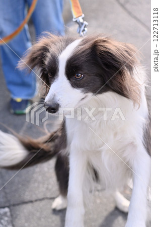 ボーダーコリー　嬉しくてリードを引く 122713118