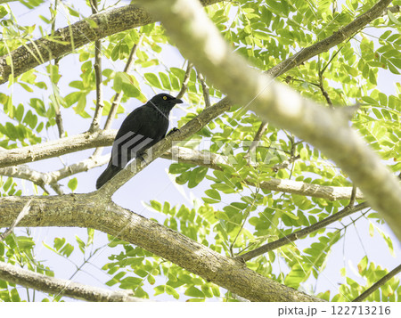 カラスモドキ カラスモドキ 122713216