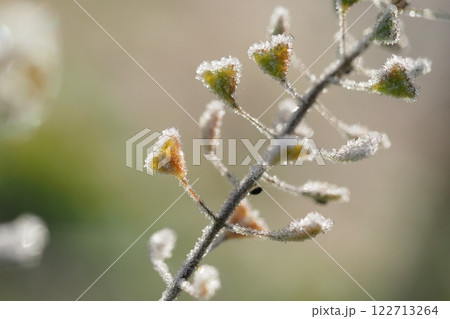 霜のおりたぺんぺん草 122713264