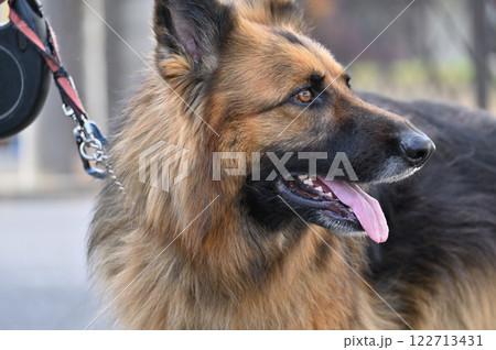 シェパードと男性　リーダーウォーク　散歩 122713431