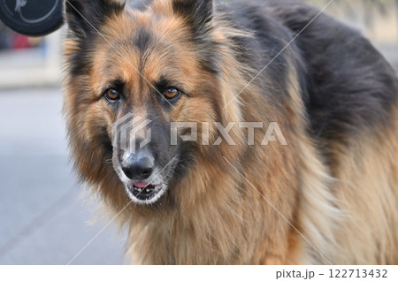 シェパードと男性 リーダーウォーク 散歩 シェパードと男性 リーダーウォーク 散歩 122713432