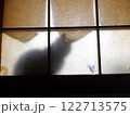 襤褸障子の向こうに猫 122713575