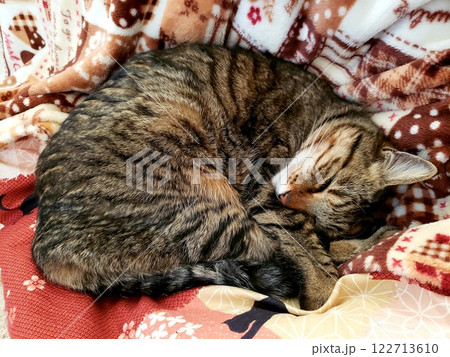 こたつで丸くなるネコ 122713610