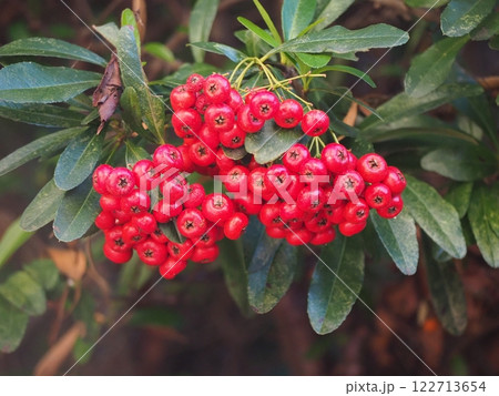 ピラカンサス 122713654