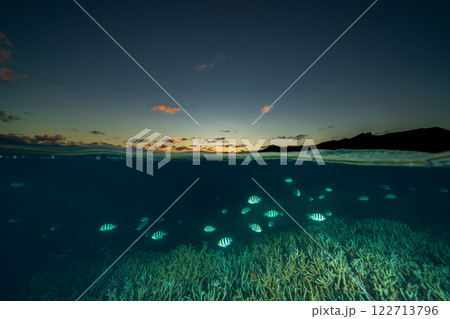 夕暮れのエダサンゴに群れる魚たち 小笠原 夕暮れのエダサンゴに群れる魚たち 小笠原 122713796