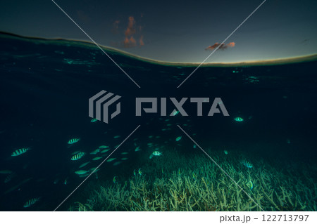 夕暮れのエダサンゴに群れる魚たち　小笠原 122713797