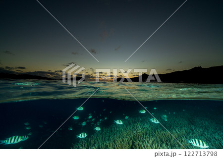 夕暮れのエダサンゴに群れる魚たち 小笠原 夕暮れのエダサンゴに群れる魚たち 小笠原 122713798