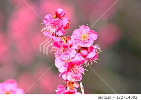 平芝梅林公園のピンク色が綺麗な梅の花 平芝梅林公園のピンク色が綺麗な梅の花 122714002