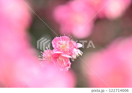 平芝梅林公園のピンク色が綺麗な梅の花 平芝梅林公園のピンク色が綺麗な梅の花 122714006