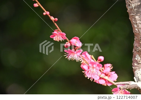平芝梅林公園のピンク色が綺麗な梅の花 平芝梅林公園のピンク色が綺麗な梅の花 122714007
